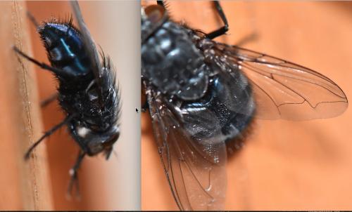 Calliphora vicina